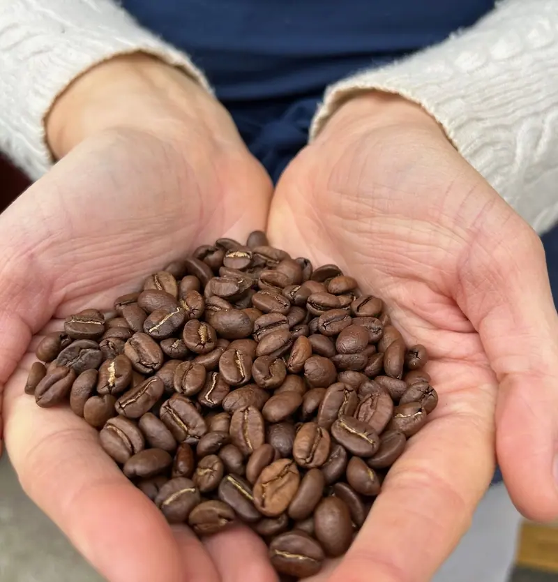 Hands holding fresh roasted coffee beans